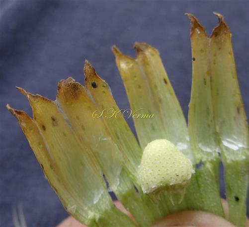  Involucre and Receptacle